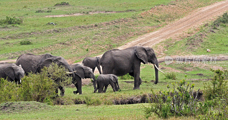 非洲象，loxodonta africana，群在丛林中，肯尼亚马赛马拉公园